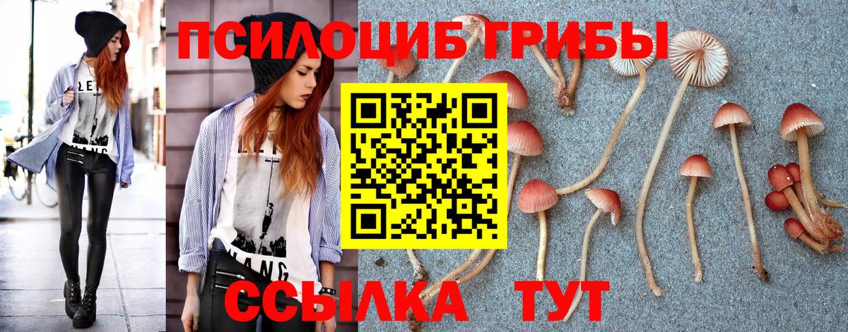 Псилоцибиновые грибы Psilocybe Каменск-Уральский
